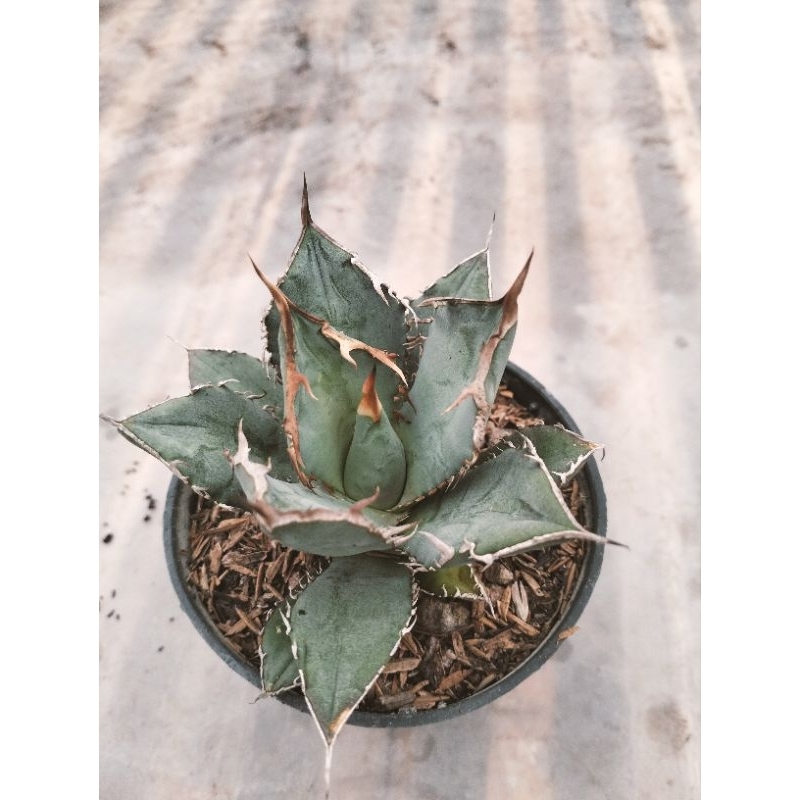 Agave Titanona Fo76
