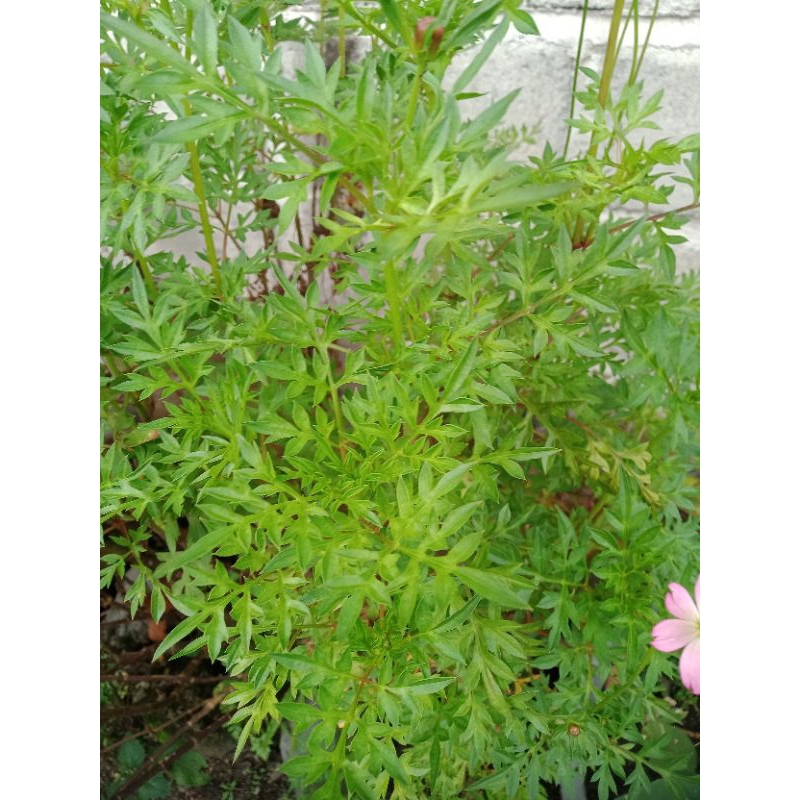 

Kenikir Sayur (Sayur Per Ikat)