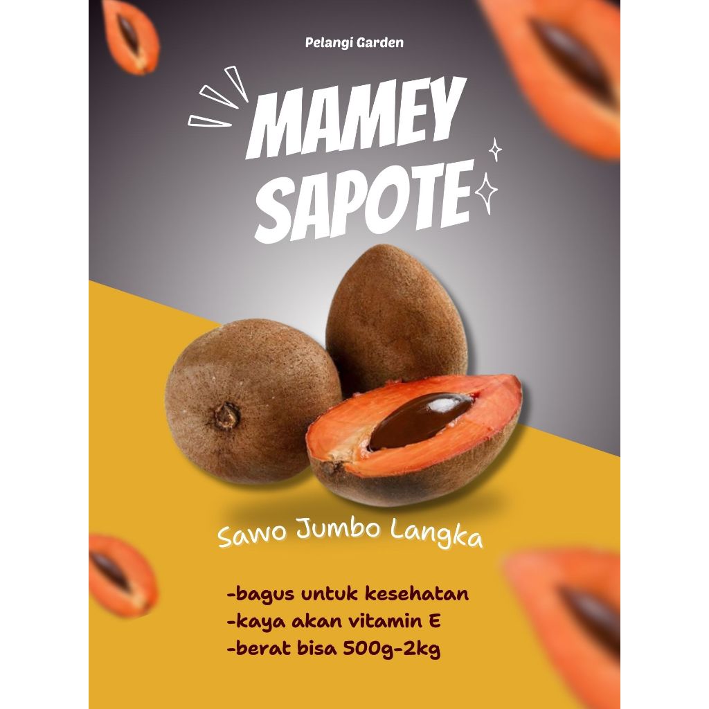 

MATANG DARI POHON !! Sawo Jumbo Organik