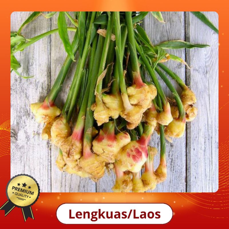 

Lengkuas/Laos [1 kg] FRESH ORIGINAL