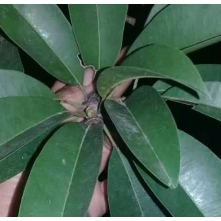 

Daun sawo segar daun buah sawo 300 lembar fresh-az
