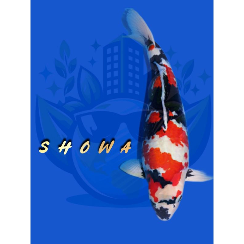 IKAN KOI SHOWA/KOI SHOWA 25-30 CM