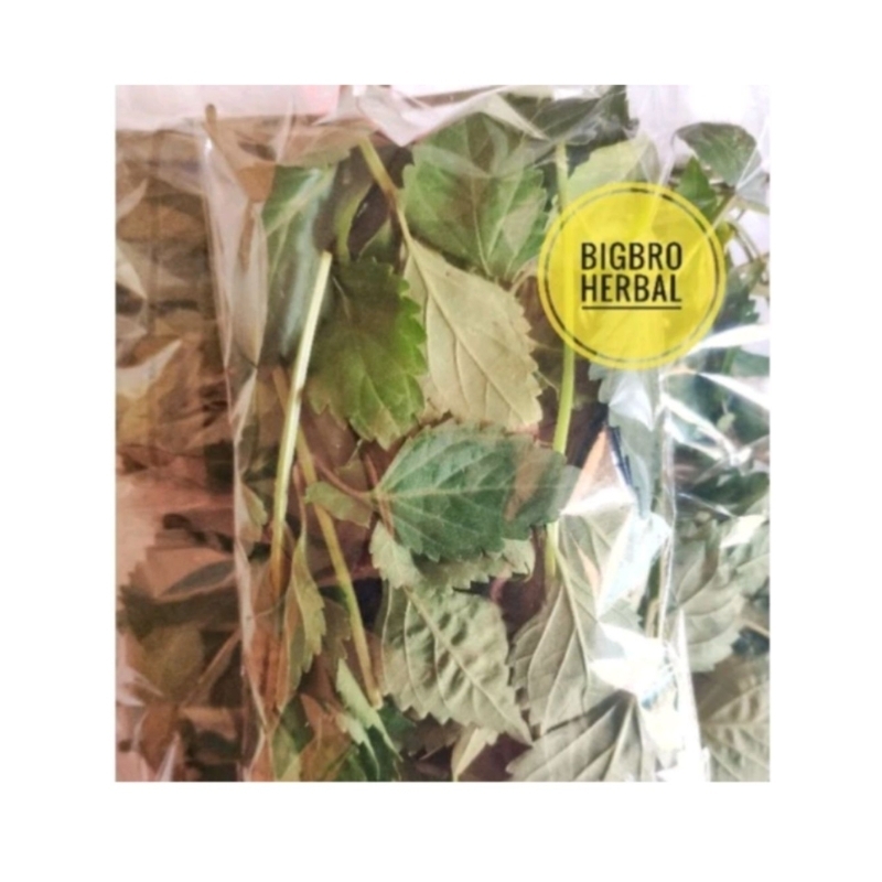

daun kumis kucing | obat jamu Herbal tradisional | obat batu ginjal