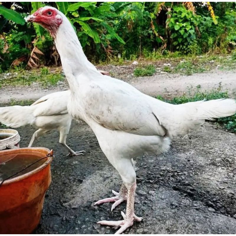 Betina bangkok 7bulan lebih