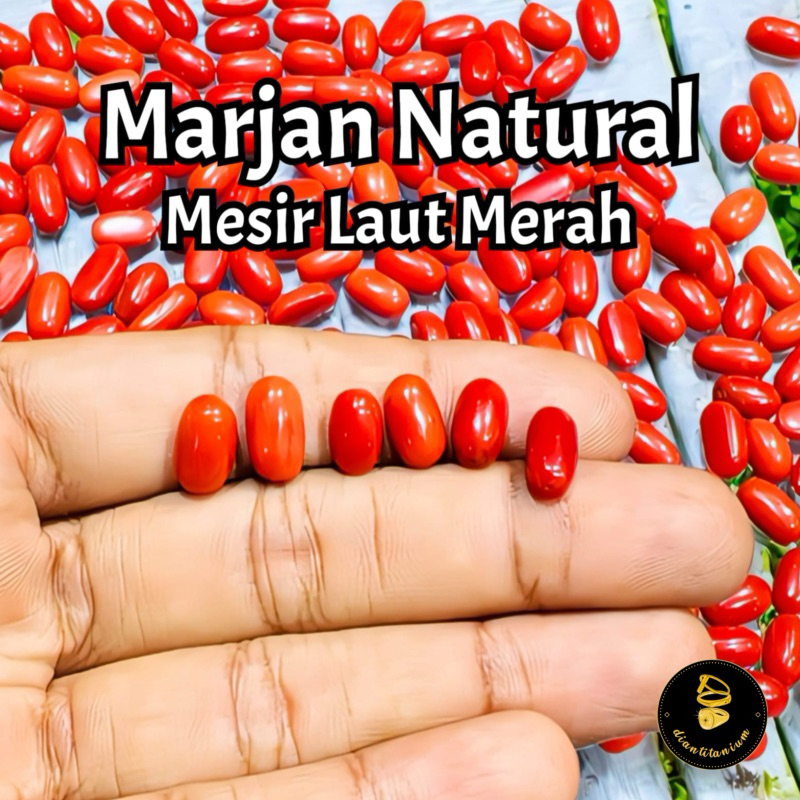 [HANYA BATU] Natural Batu Marjan Original Mesir Laut Merah 100% Natural