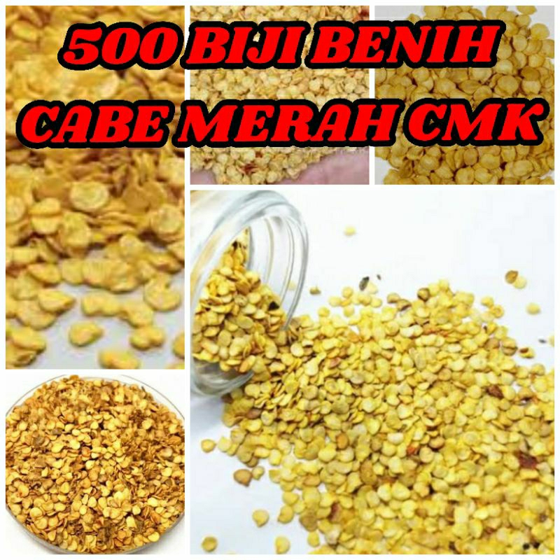 

500 Benih biji Cabe merah besar CMK Lombok Abang gede SUPER