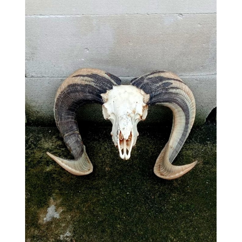 Hiasan asli/Pajangan/Tanduk domba garut asli