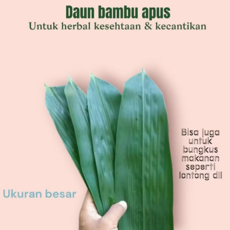 

Daun Bambu Jumbo Bungkus Bakcang Bacang Lebar 5-6 cm Isi 100 Lembar