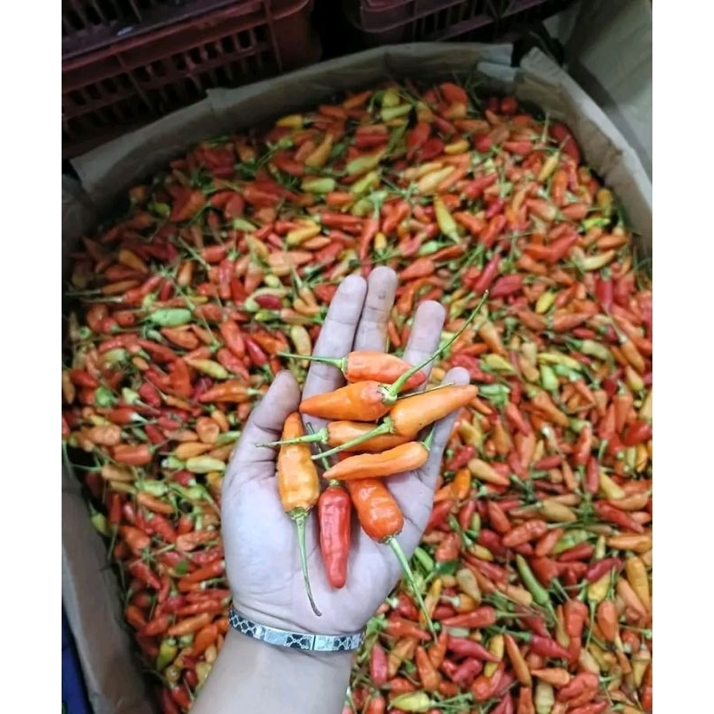 

cengek domba cabe rawit setan 1kg
