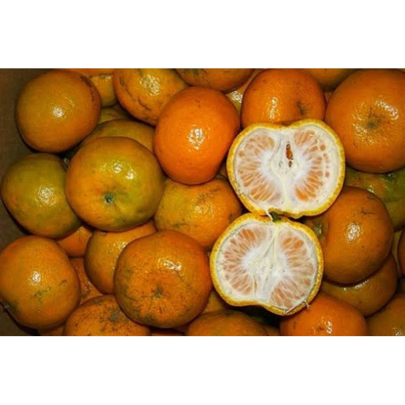 

Jeruk Keprok Segar 1Kg