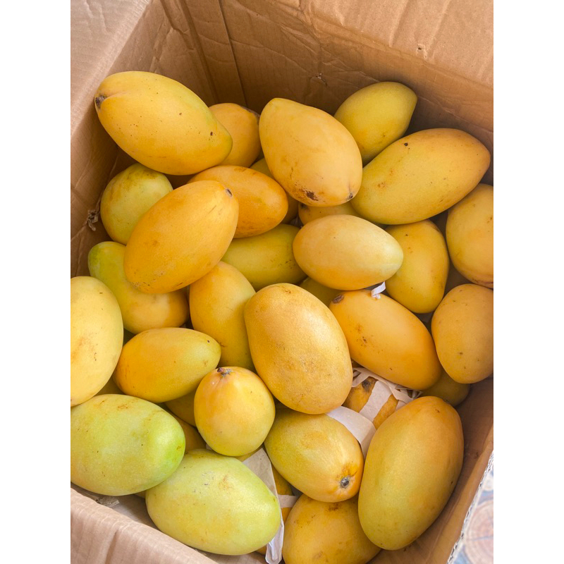 

mangga thailand susu 1 kg kurleb