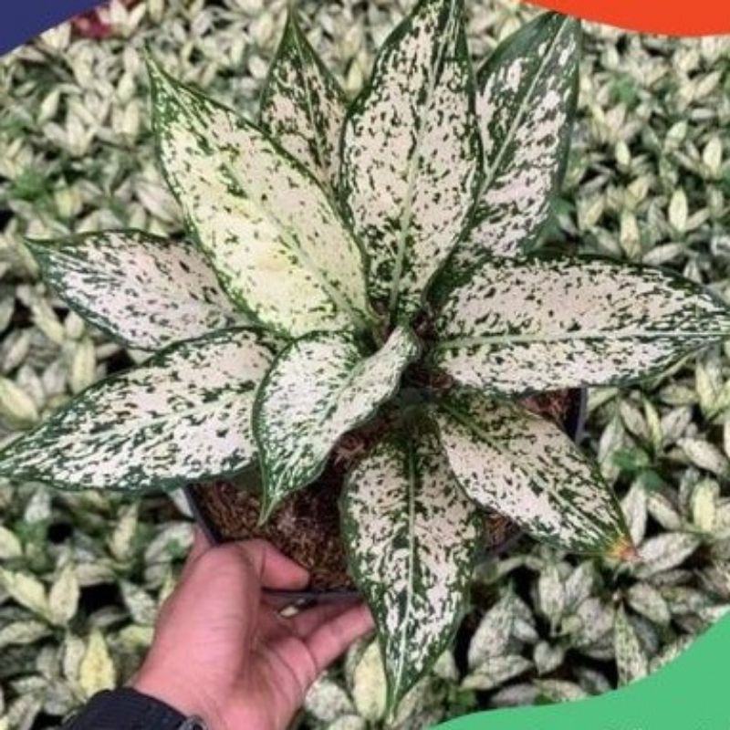 Snow white/aglonema snow white