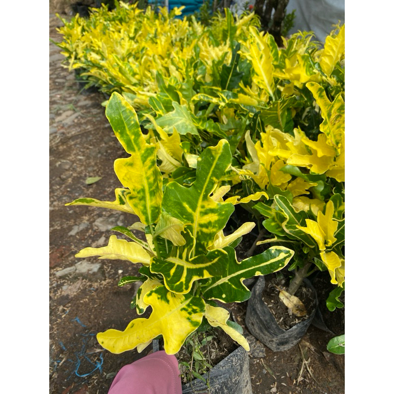 Puring tanaman hias - tanaman hias puring - tanaman hias puring tahan panas