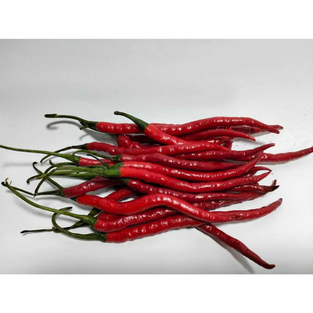 

Cabe Merah Keriting