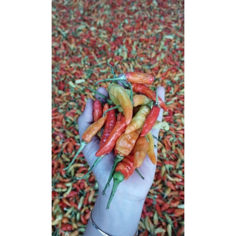 

SIAP KIRIM CABE LOMBOK RAWIT LOKAL 500gr (langsung petani)
