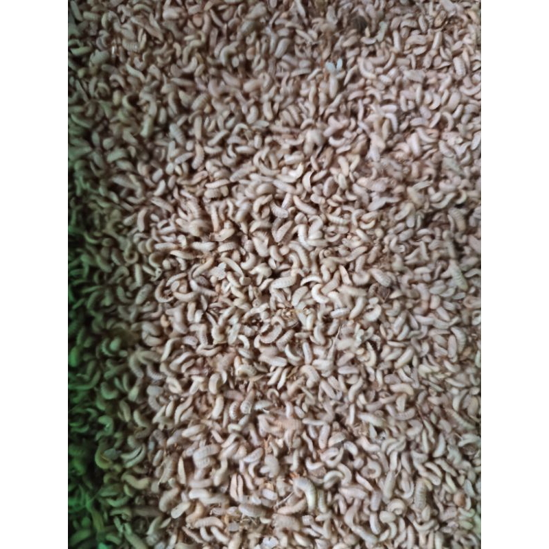 Maggot BSF hidup Fresh