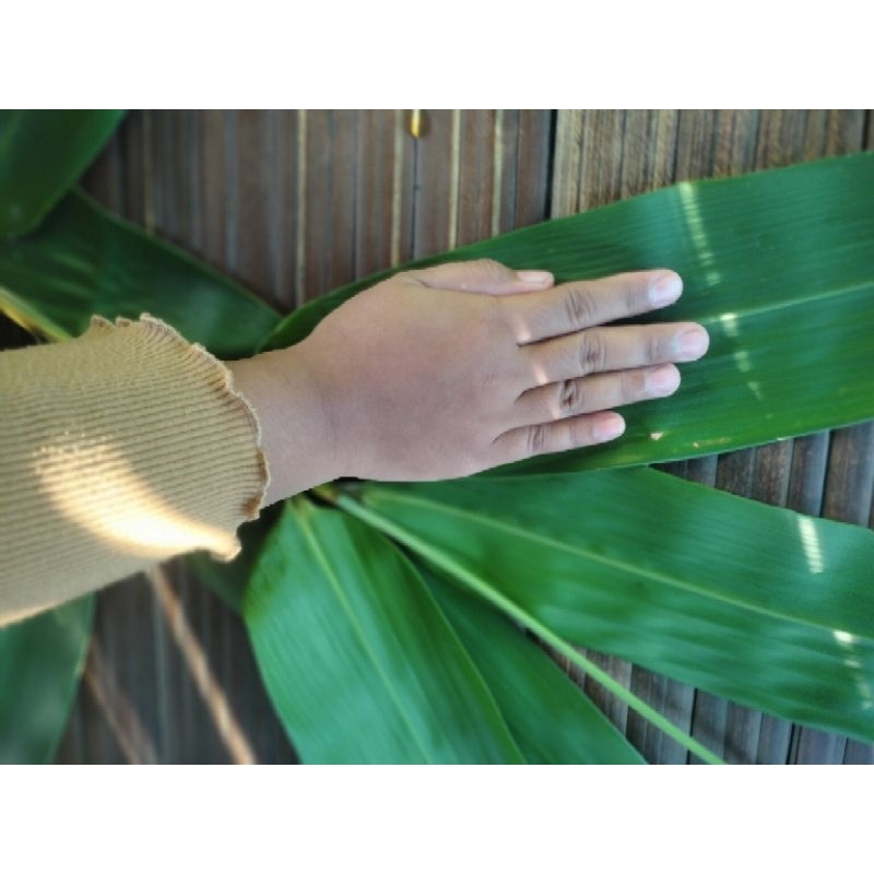 

daun bambu jumbo 8cm sampai 10