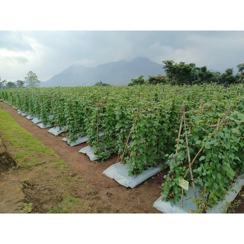 

RB22 Benih Buncis Polong Hijau Tresna Panah Merah 500gr