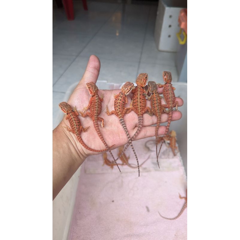 B.D SUPER RED HYPO TRANS