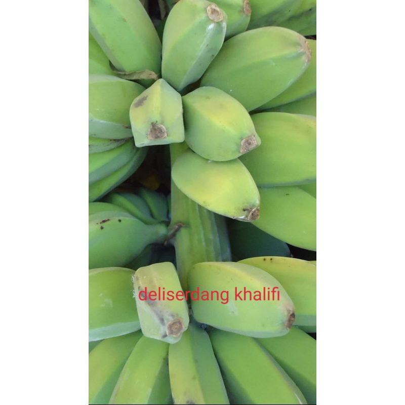 

Pisang Batu/Pisang Kluthuk Harga Persisir