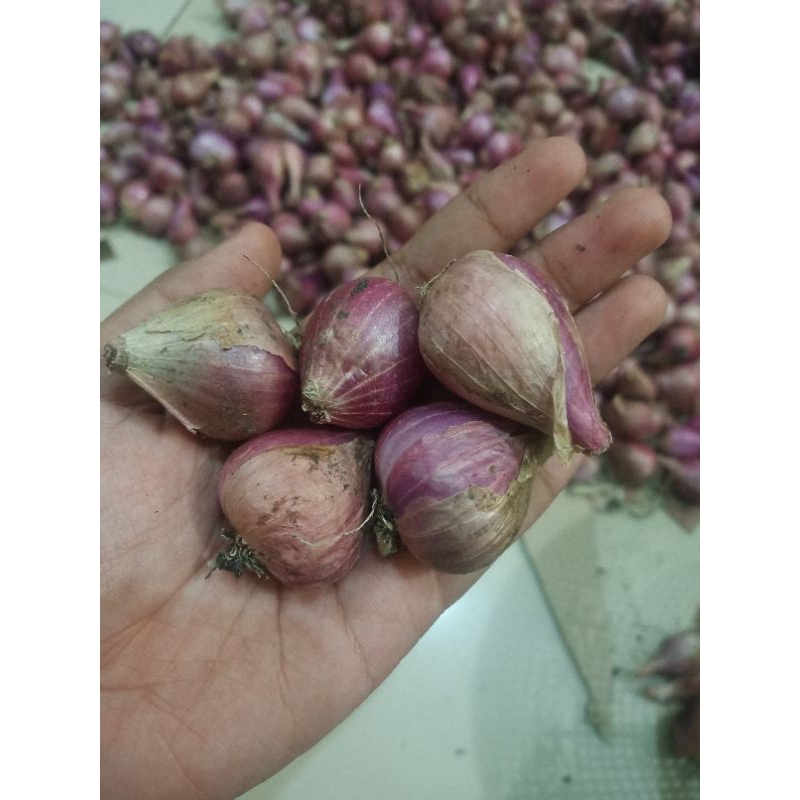 

Bawang Merah Brebes Besar Fresh