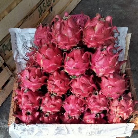 

buah naga merah manis isi 1kg