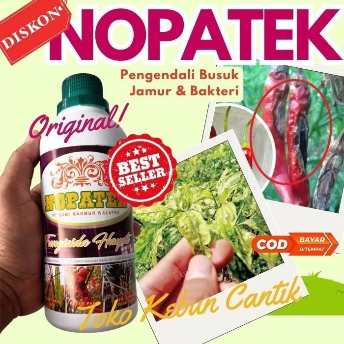 Fungisida Nopatek Alami Obat Busuk Buah Cabe, Patek Antraknosa Pada Cabai, Obat Petek Lombok, Obat J