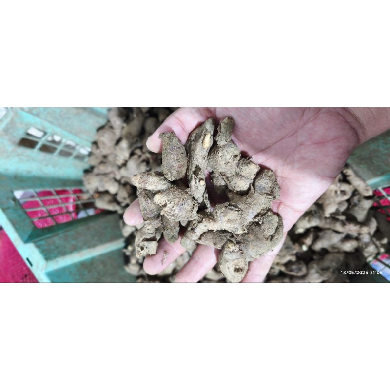 

jahe merah Medan kecil protolan 1kg