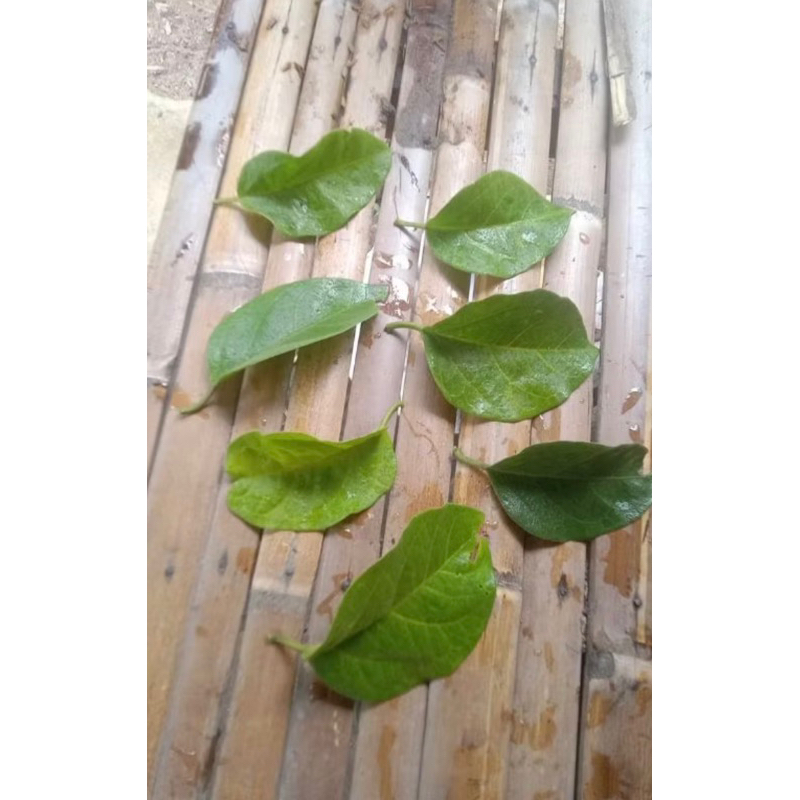 

Daun nangka kuning herbal ASLI (daunya saja) harga per lembar/ 1 lembar