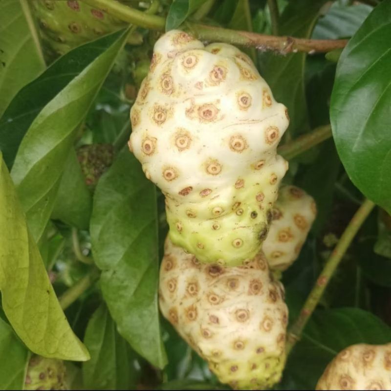 

Buah Mengkudu / Buah Pace Segar 1kg