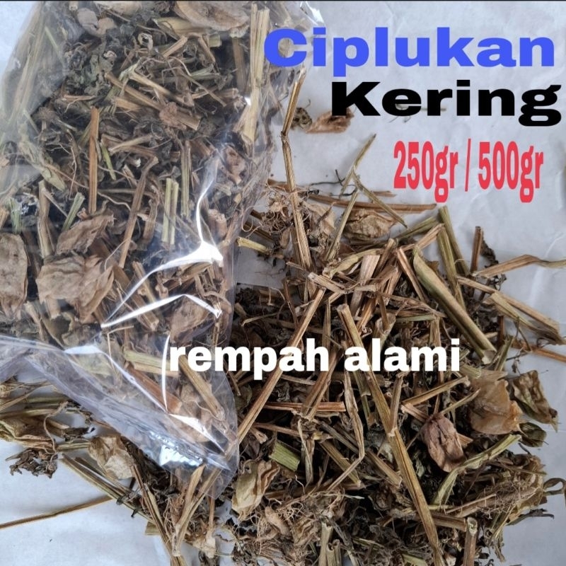 

Ciplukan / Daun Ciplukan Kering 250/500gr