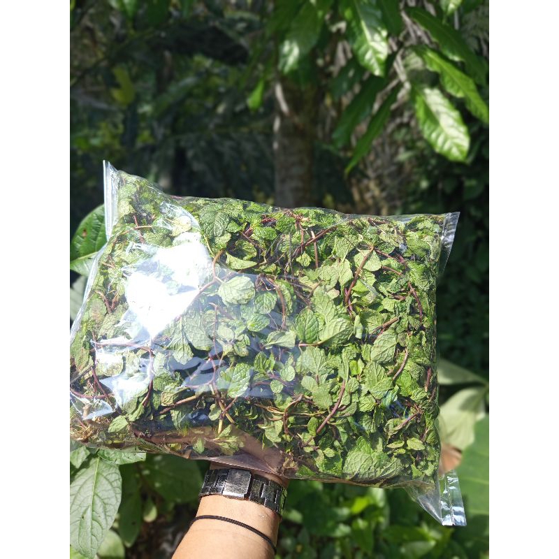

jual daun mint kresmen segar per (250gram)