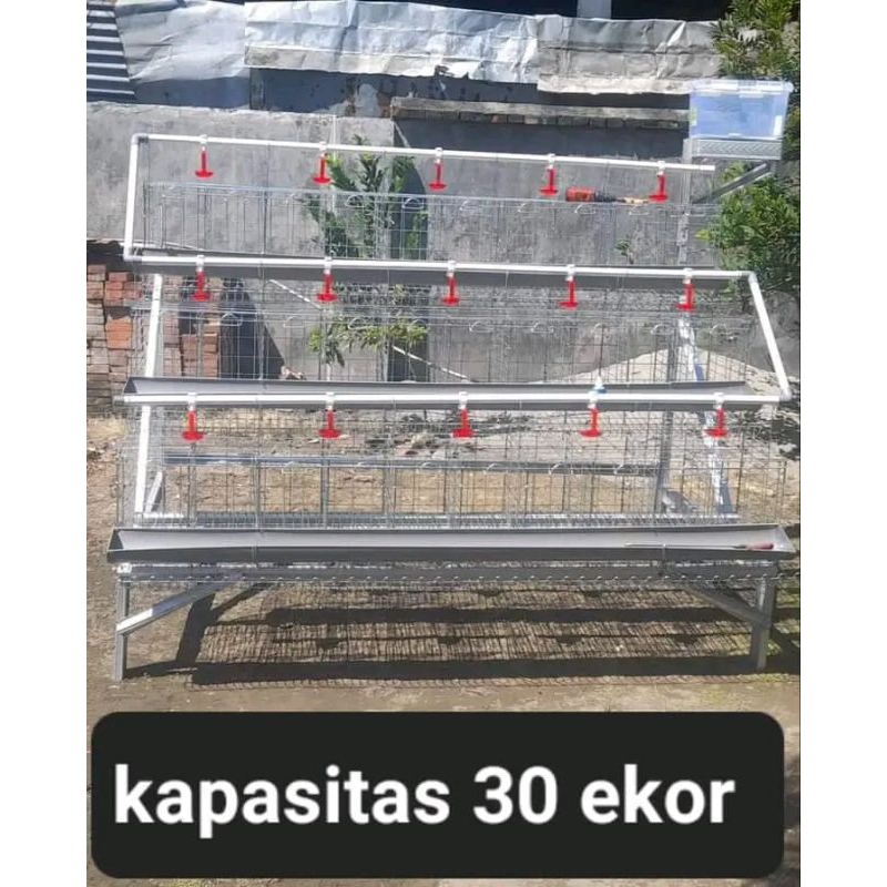 Kandang ayam petelur full set kapasitas 30 Ekor