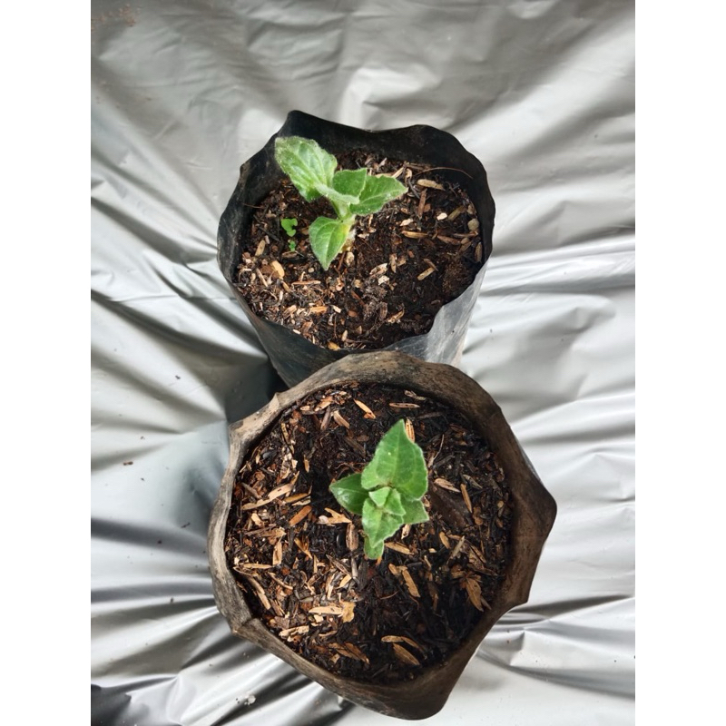 Bibit umbi / ubi yakon siap tanam hrg untuk 1 bibit