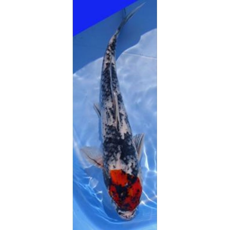 Koi Showa Sanshoku UK 14cm+ *Instant Makassar*