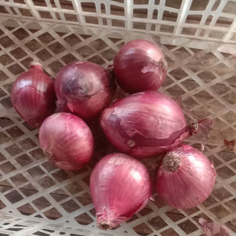 

jual Bombay merah 1 kg