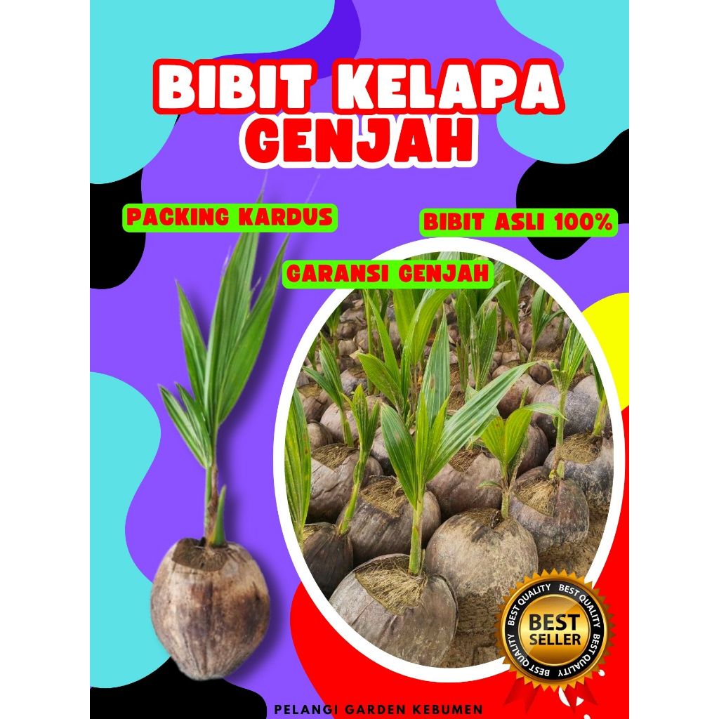 BIBIT UNGGUL.. Benih Kelapa Kopyor Besar, Benih Kelapa Kopyor Genjah, Benih Kelapa Kopyor Genjah Pat