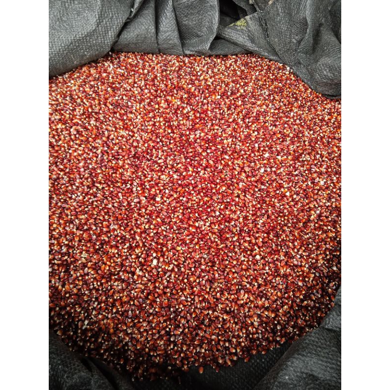 

jagung manggis super