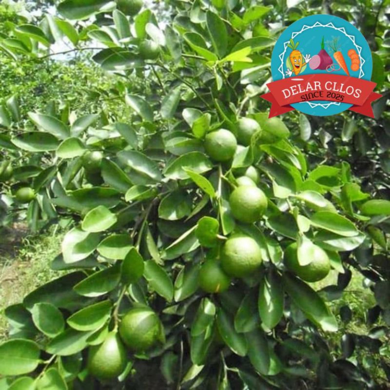

jeruk limau/limo sambal fresh 500grm/1kg
