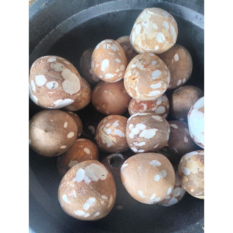 

Jual Kelapa Parut & Kelapa bulat