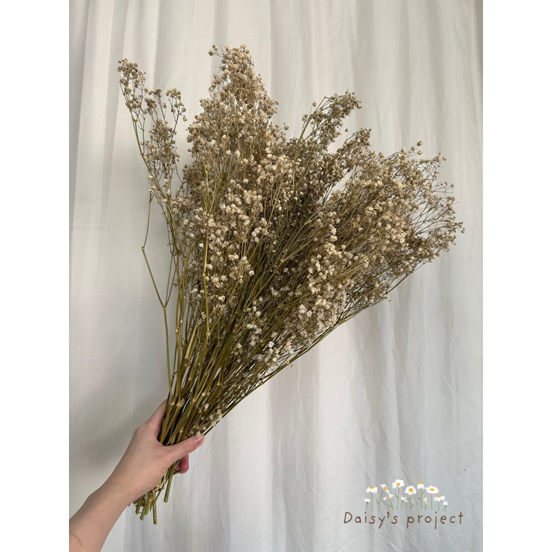 baby breath kering dried baby breath bb kering