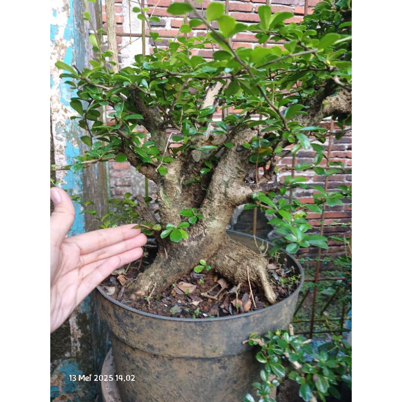 Bonsai hokianti bunga bahan bonsai ukuran besar karakter