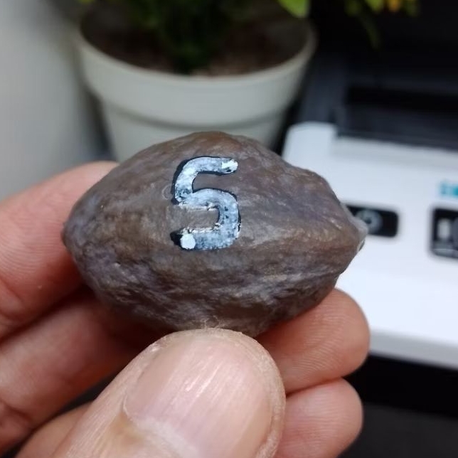 Muncang Adu Anak 4G Garut kode 5