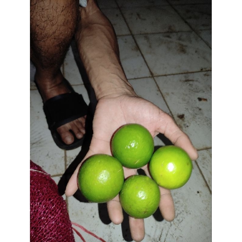 

jeruk limau