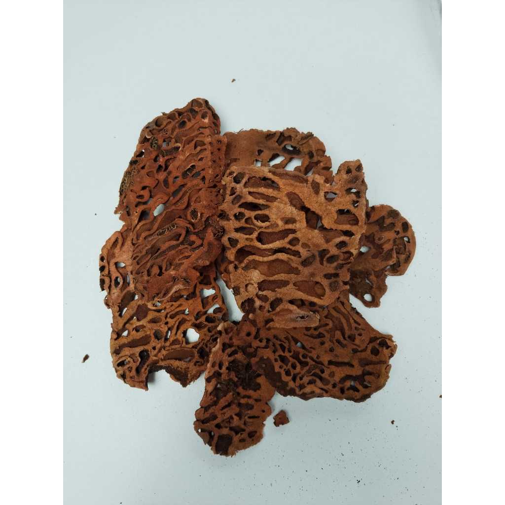 Sarang Semut Merah Asli Papua – Herbal Alami