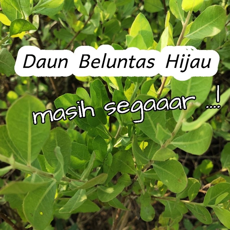 

Daun Beluntas/Luntas Hijau Segar 50 gram - Herbal Beluntas Fresh di petik dadakan