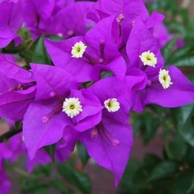 Stek Bougenville import Ungu Malaysia (perbatang)