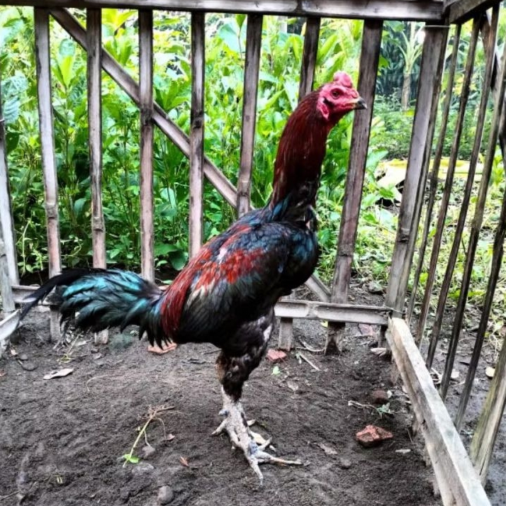 Telur Fertil Telur Tetas Ayam Aduan Koyngon Cros Koytrad