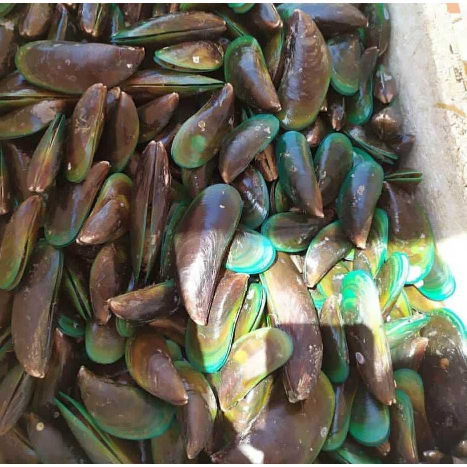 

kerang hijau utuh fresh 1 kg / kerang hijau bersih 1kg