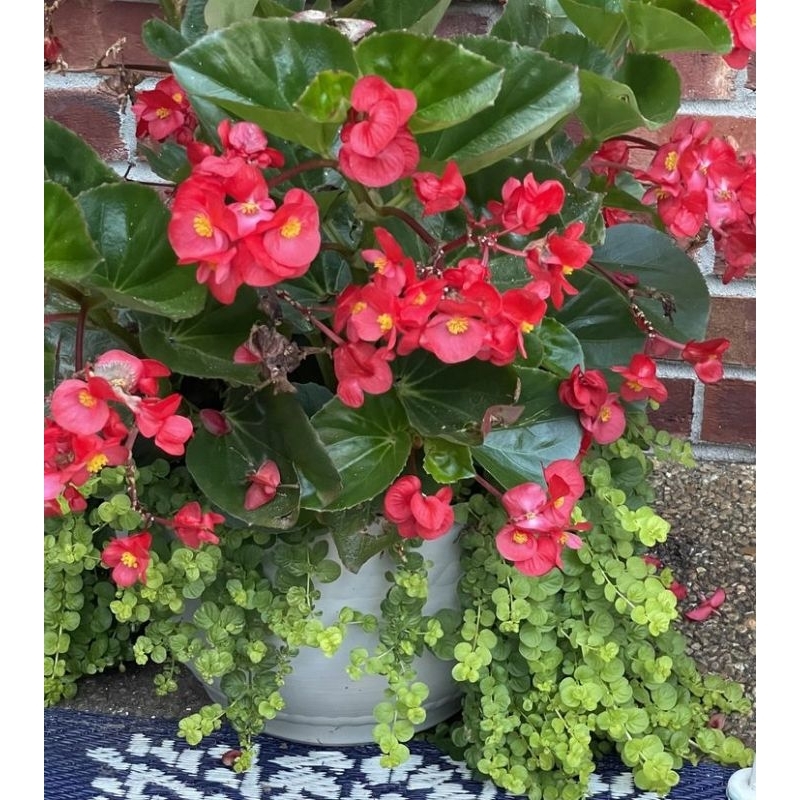 Tanaman Hias Begonia Merah Bunga Kuncup 35cm